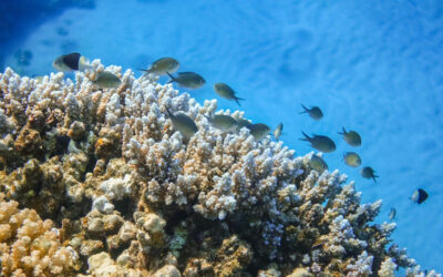 Constitución del Grupo de Trabajo sobre Ámbito Marino y Marítimo